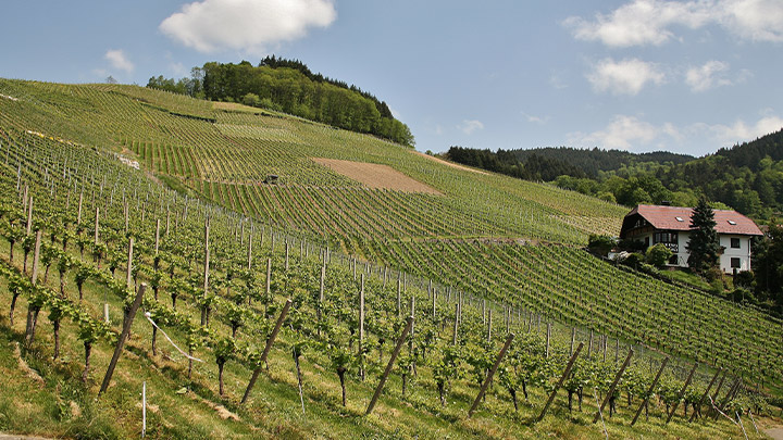 Nascita di una nuova azienda - immagine 1